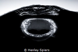 Daddy Shark by Henley Spiers 